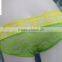 2016 sexy lace panty,sexy transparent women underwear