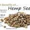 Quality Hemp Seeds
