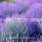 Most popular new coming jasmine rice flower box with 60-80cm long from Yunnan, China