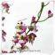 Orchid Flower Plants Wholesale Phalaenopsis Orchid Plant