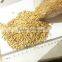 Australia barley for food beer feed cheap price