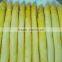 Supply frozen vegetables, IQF Frozen white Asparagus with good quality