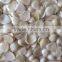 Supply Blanched apricot kernels (longwang type,Youyi type)