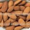 Roasted salted Apricot Kernels without shell for hot sale