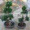 Outdoor plant mini bonsai s shape flowering spring plants