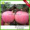 New crop Yantai Grade 1 Apple from China
