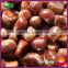 2016 New Crop Organic Chinese Yanshan High Quality Fresh Raw Chestnut