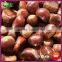 2015 New Crop Yanshan Harvesting Chinese Fresh Chestnuts