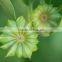 Vietnam star aniseeds, best quality & good price