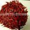 TianYing chili pepper