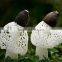 Dried Dictyophora Mushroom/ Dictyophora indusiata