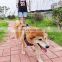 2021 new design dog walking leash handsfree leash practical and safe design