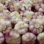 Healthy Food Fresh White Garlic/Dried garlic,Fresh Style and Garlic Type dried garlic