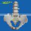 Life-size 5 lumbar vertebra, pelvis anatomic model