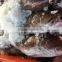 FROZEN REEFCOD/GROUPER WHOLE I.F./IWP