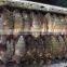Chinese Frozen Black Tilapia /Chopa