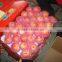 2015 new crop chinese fresh Fuji Apple from Pengjie