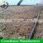 Tomato growing sun shade plastic film greenhouse
