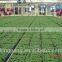 Vegetable Growing Greenhouse