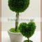 Green preserved boxwood ball with white potted