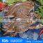 HL003 Rich nutrition swimming crab for sale