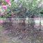 lagerstroemia indica formed shape plants