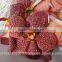 Vanda Orchid