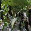 High Germination Turkey Production Eggplant Seeds Long Aubergine Seeds No.87