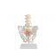 HC-S225 Anatomical Natural Human skeleton model medical teaching lumbar vertebra with large pelvis model