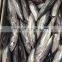 2015 frozen bonito whole round 300-500g/pc for marketing