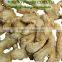 2016 - DRIED GINGER GOOD QUALITY - VIET NAM