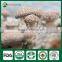 Shiitake Mushroom Seed,Shiitake Spawn,Mushroom Export Price