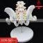 Model of pelvis with 4th and 5th lumbar vertebrea and femur heads                        
                                                Quality Choice