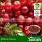 Factory Supply Cranberry anthocyanidin 25% powder Cranberry extract