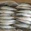 WR Frozen Mackerel 200-300g for Sale