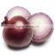Export Quality of Big Onion