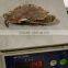 hot sale frozen swimming three spotted crab