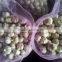 Fresh Garlic 2015 Crop