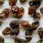 China High quality AA Sultana Raisin with red color