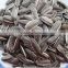 2016 new crop sunflower seeds in shell planting