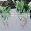 High quallity Potassium Humate Crystal and powder