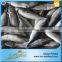 Hot Selling Without Faure Marin Bonito For Tuna Canning