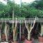 Heteropanax fragrans high 1-2m
