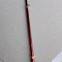 Best Rod For River Fishing Light Weight Optional Handle New Design Max 3.6m