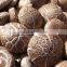 Flower White Mushroom Cultivation