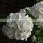 Good quality stylish colorful white hydrangea cut flowers