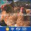  China nomal twist hexagonal wire net with free layout design