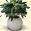 2015 plant, flower pots for sale,Chinese manufacturer