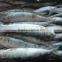 FROZEN DOTTED GIZZARD SHAD FISH W/R - SIZE 4/6
