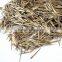 Moso Bamboo Seeds for Sales